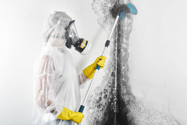 Best Mold Remediation for Vacation Homes  in Lake Panasoffkee, FL
