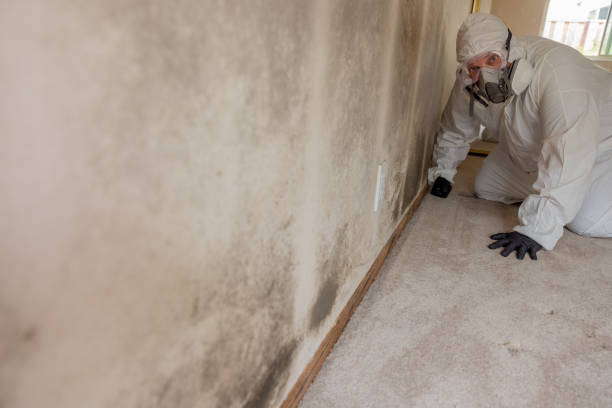 Trusted Lake Panasoffkee, FL Mold Removal Experts